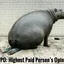 The HiPPO effect