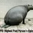 The HiPPO effect